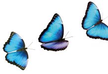 Un nuevo símbolo para Costa Rica