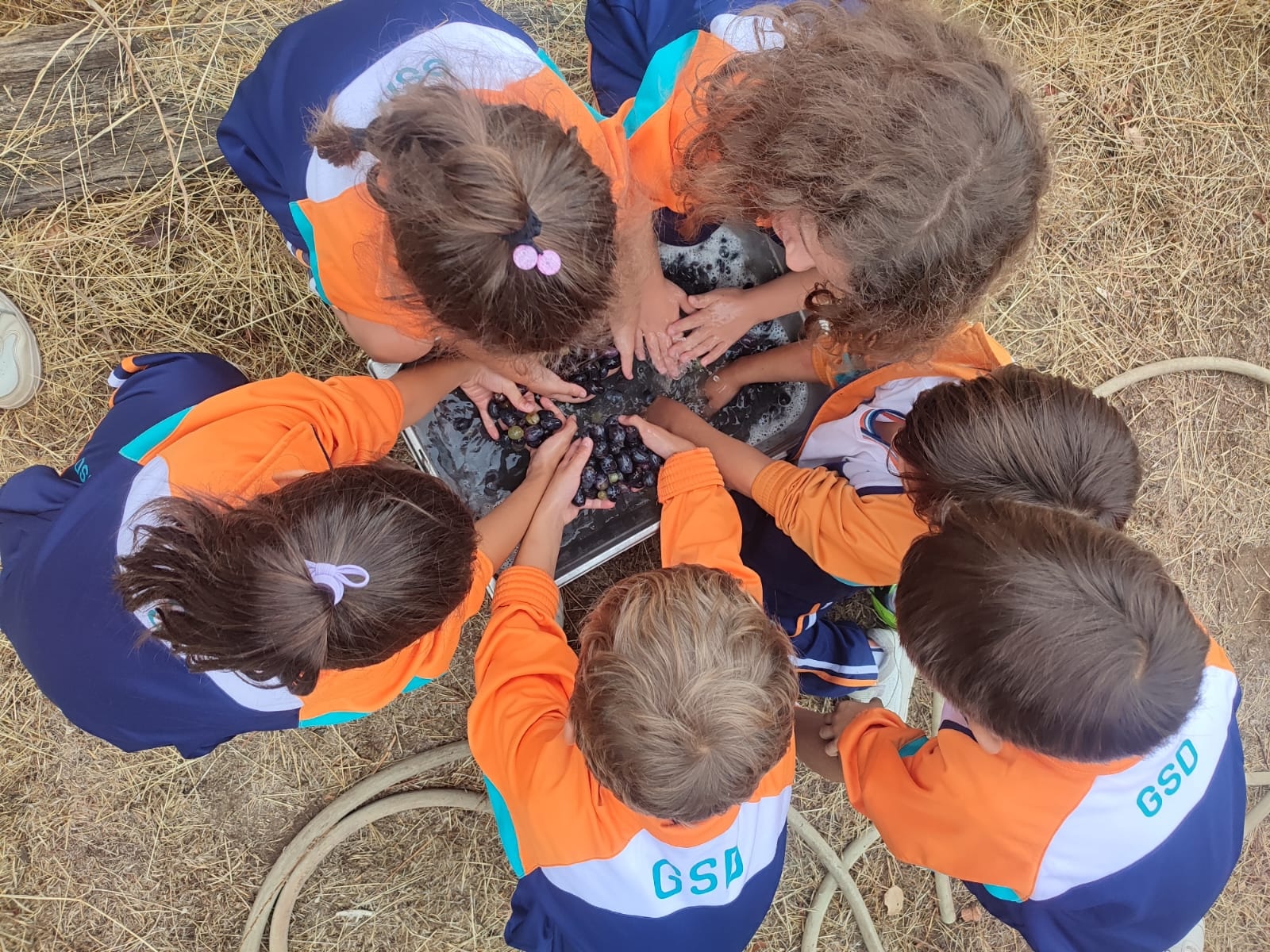 ¡Nuestra primera vendimia! – Our First Grape Harvest